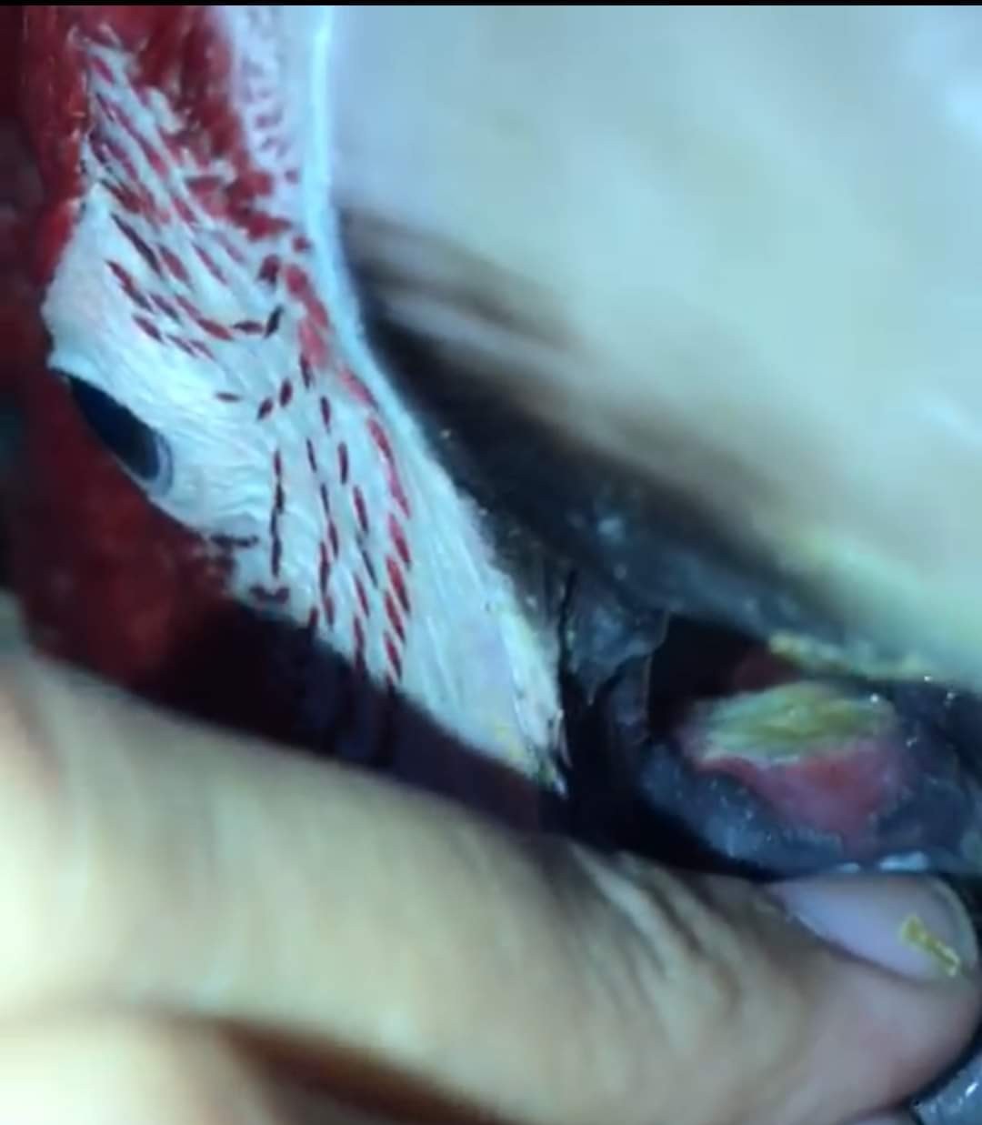 Bukan hanya kulit  saja, ternyata terdapat juga infeksi jamur di mulut burung paruh bengkok. Bila di dalam mulut burung paruh bengkok terdapat ruam putih aneh seperti sariawan, hal itu bisa disebabkan oleh spora jamur jenis candida yang berkembang biak.