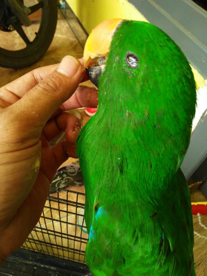 mengobati Penyakit mata berair pada burung paruh bengkok